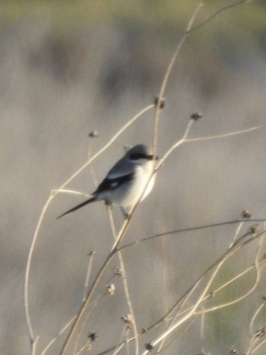 Loggerhead Shrike - ML632074197