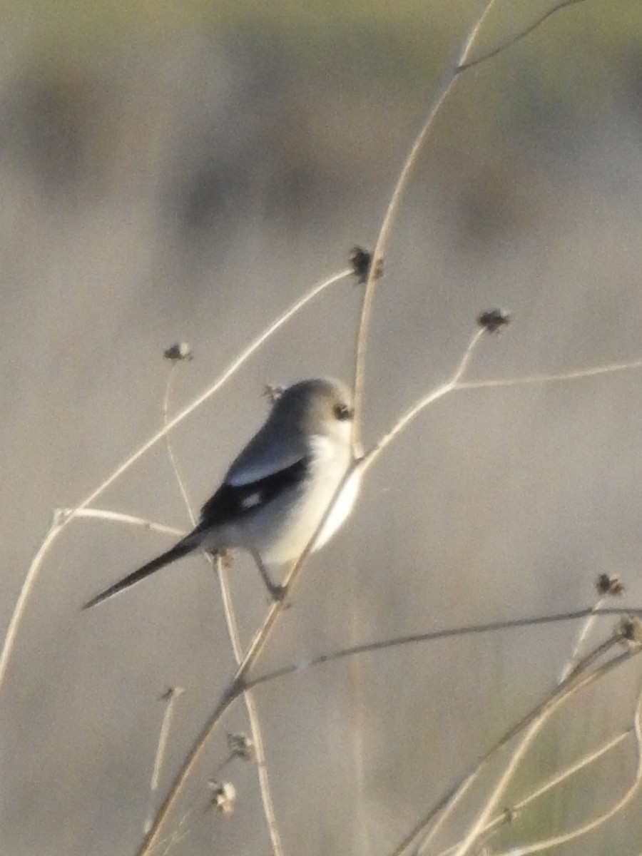 Loggerhead Shrike - ML632074198