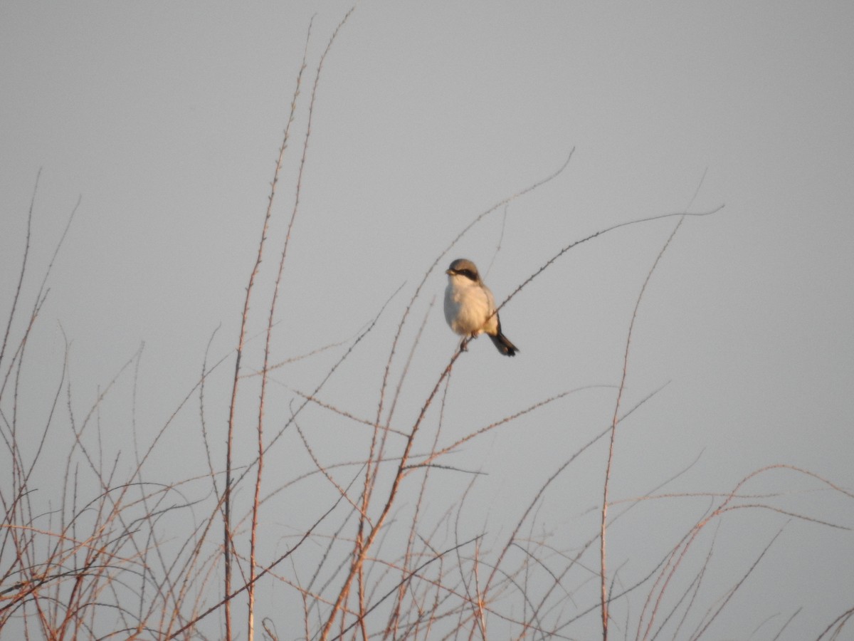 Loggerhead Shrike - ML632074199