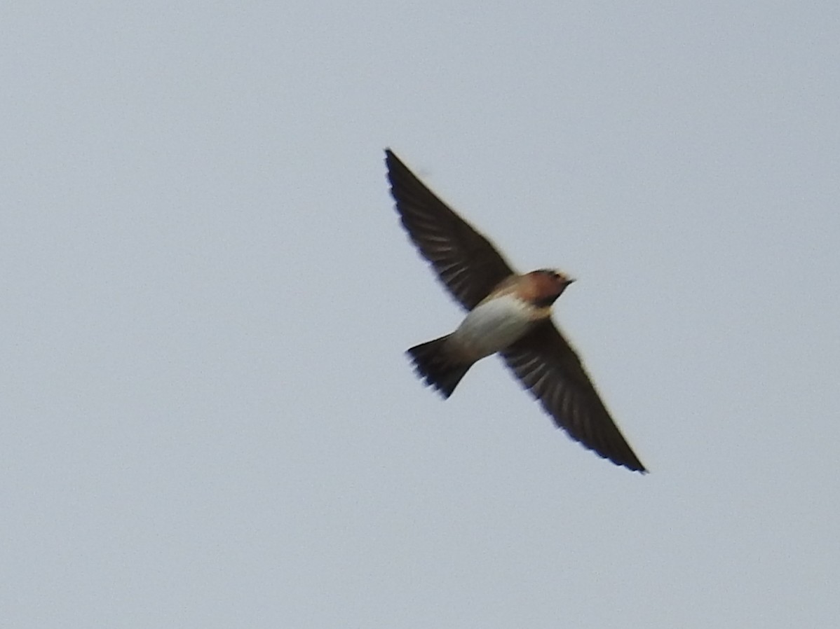 Cliff Swallow - ML632074210