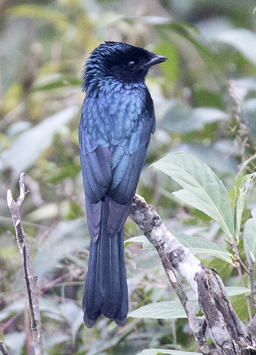 Bronzed Drongo - ML632074227
