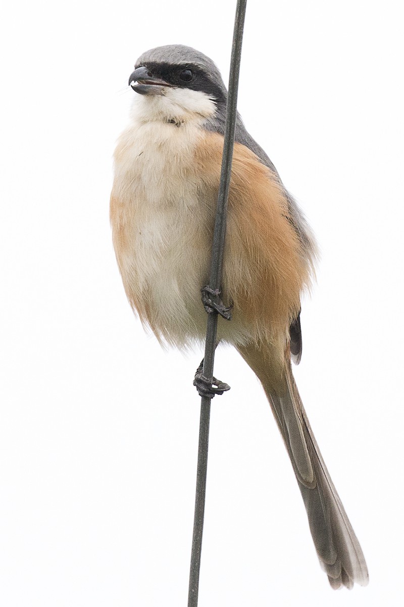 Gray-backed Shrike - ML632074236