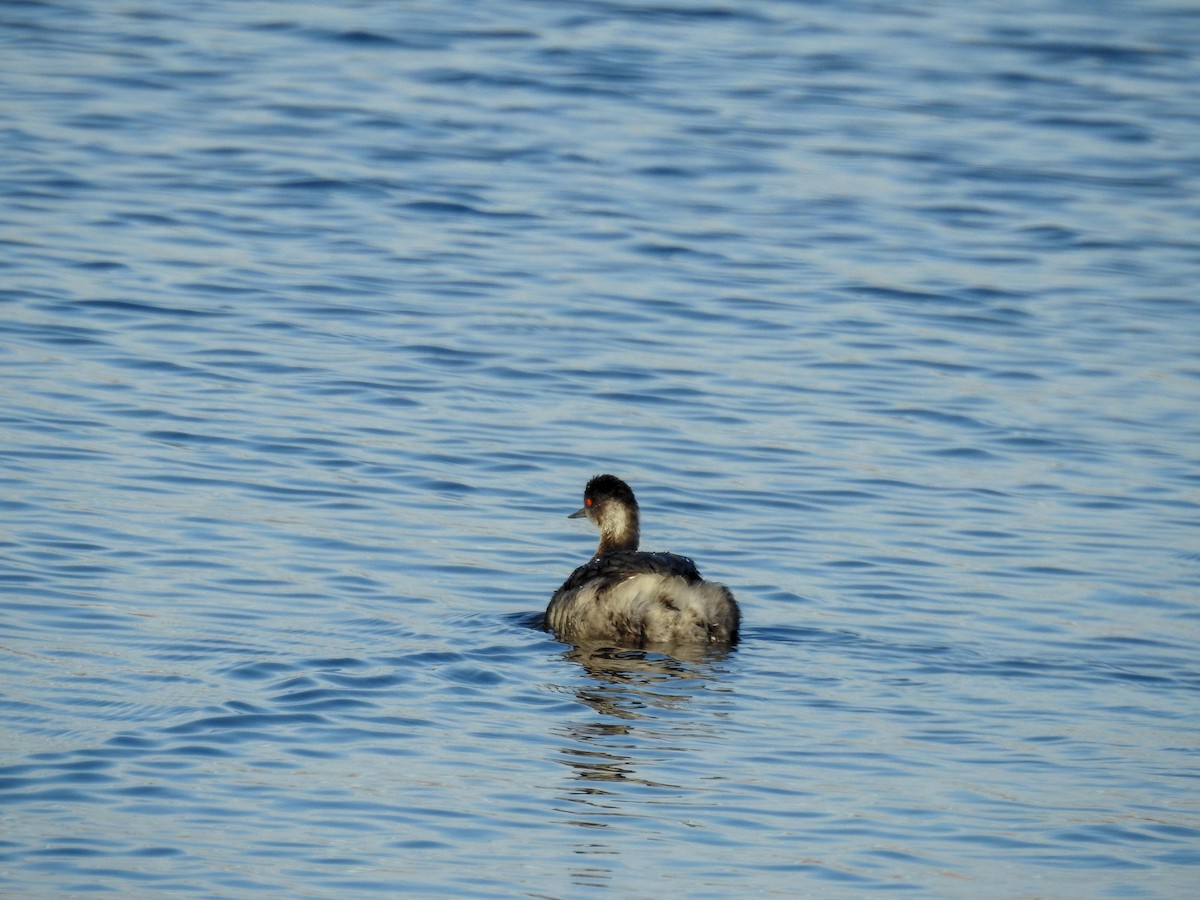 Eared Grebe - ML632074239