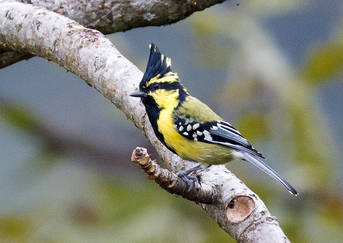 Himalayan Black-lored Tit - ML632074245
