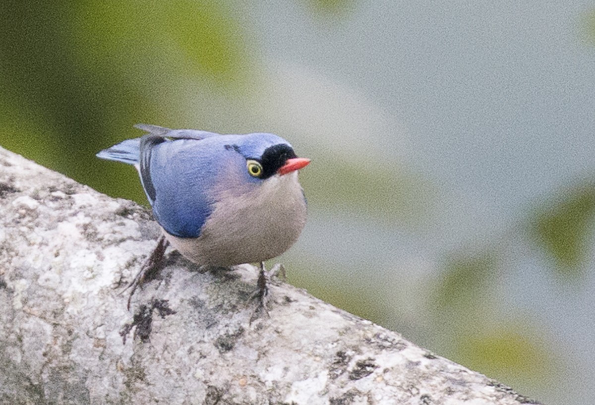 Velvet-fronted Nuthatch - ML632074248