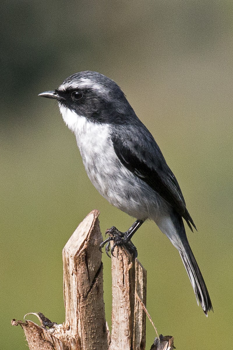 Gray Bushchat - ML632074261