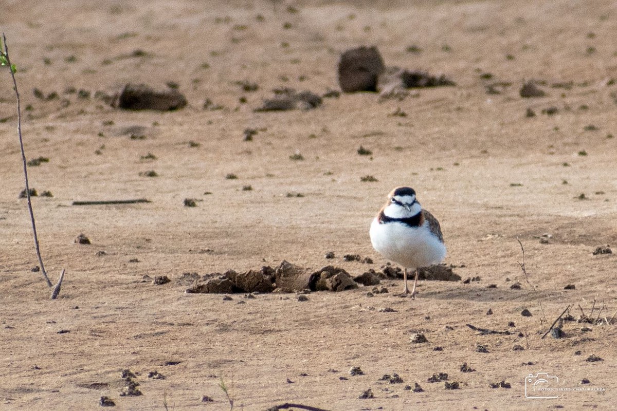 Collared Plover - ML632074293