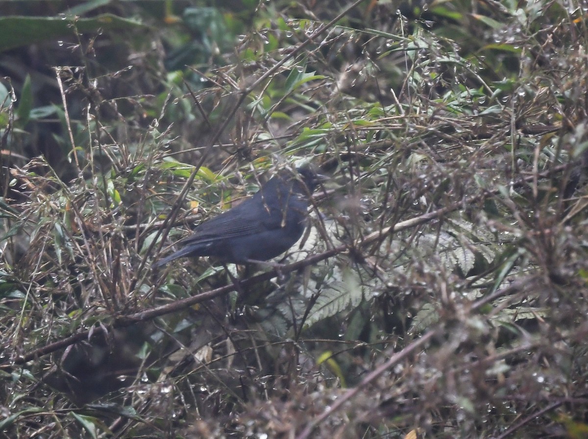 Slaty Finch - ML632074367