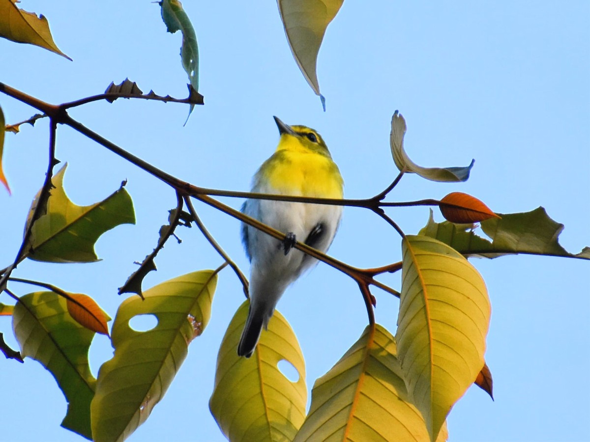 Sarı Gerdanlı Vireo - ML632074419