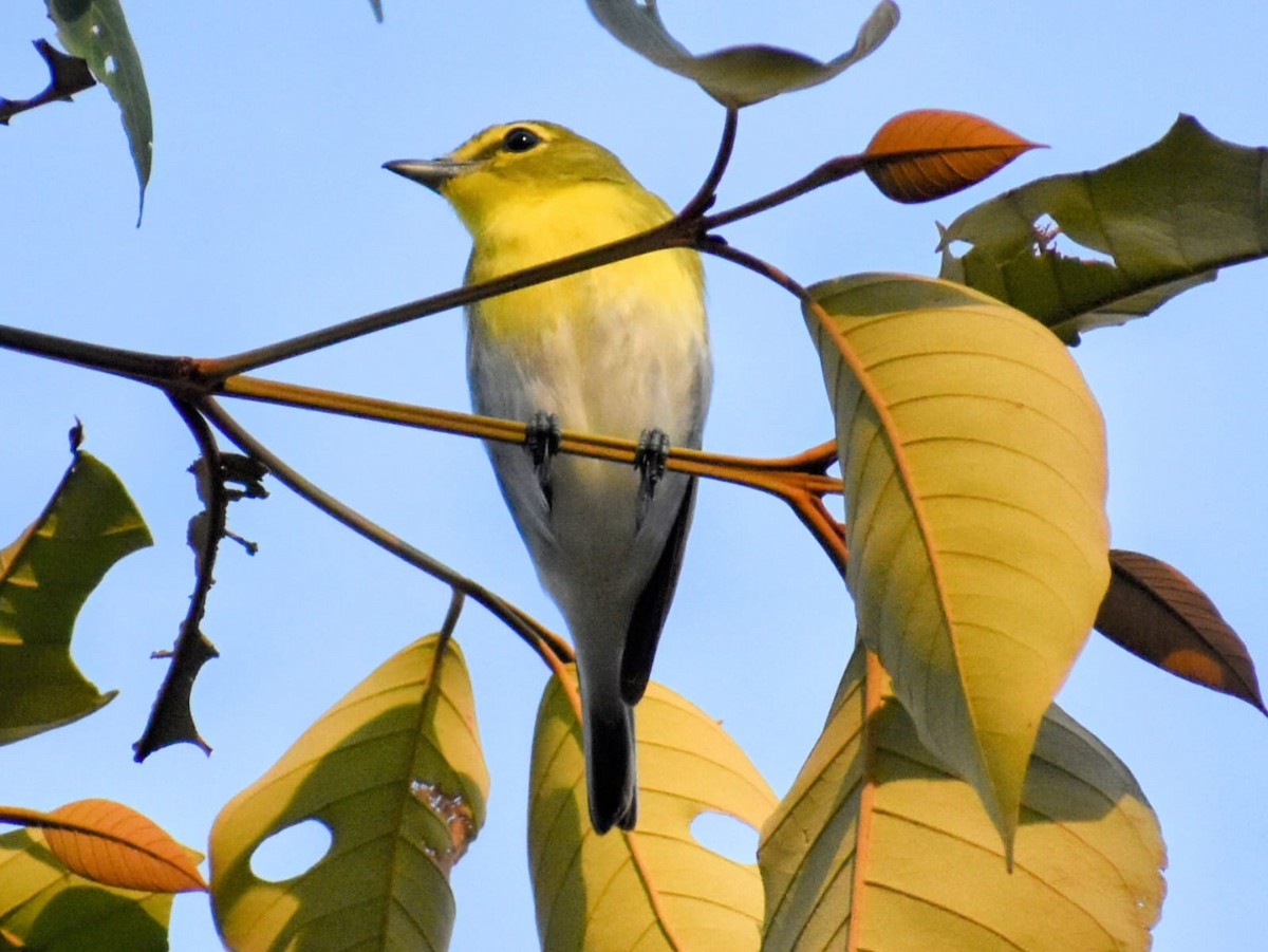 Sarı Gerdanlı Vireo - ML632074420
