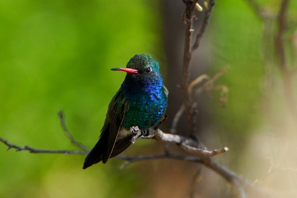 Broad-billed Hummingbird - ML632074594