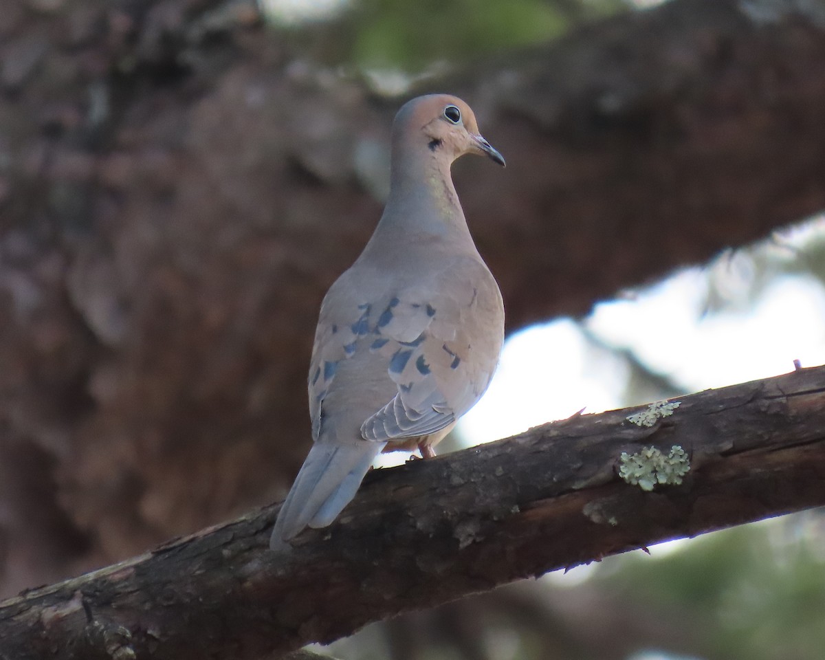 Mourning Dove - ML632074706