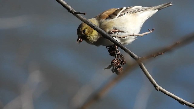 American Goldfinch - ML632074887