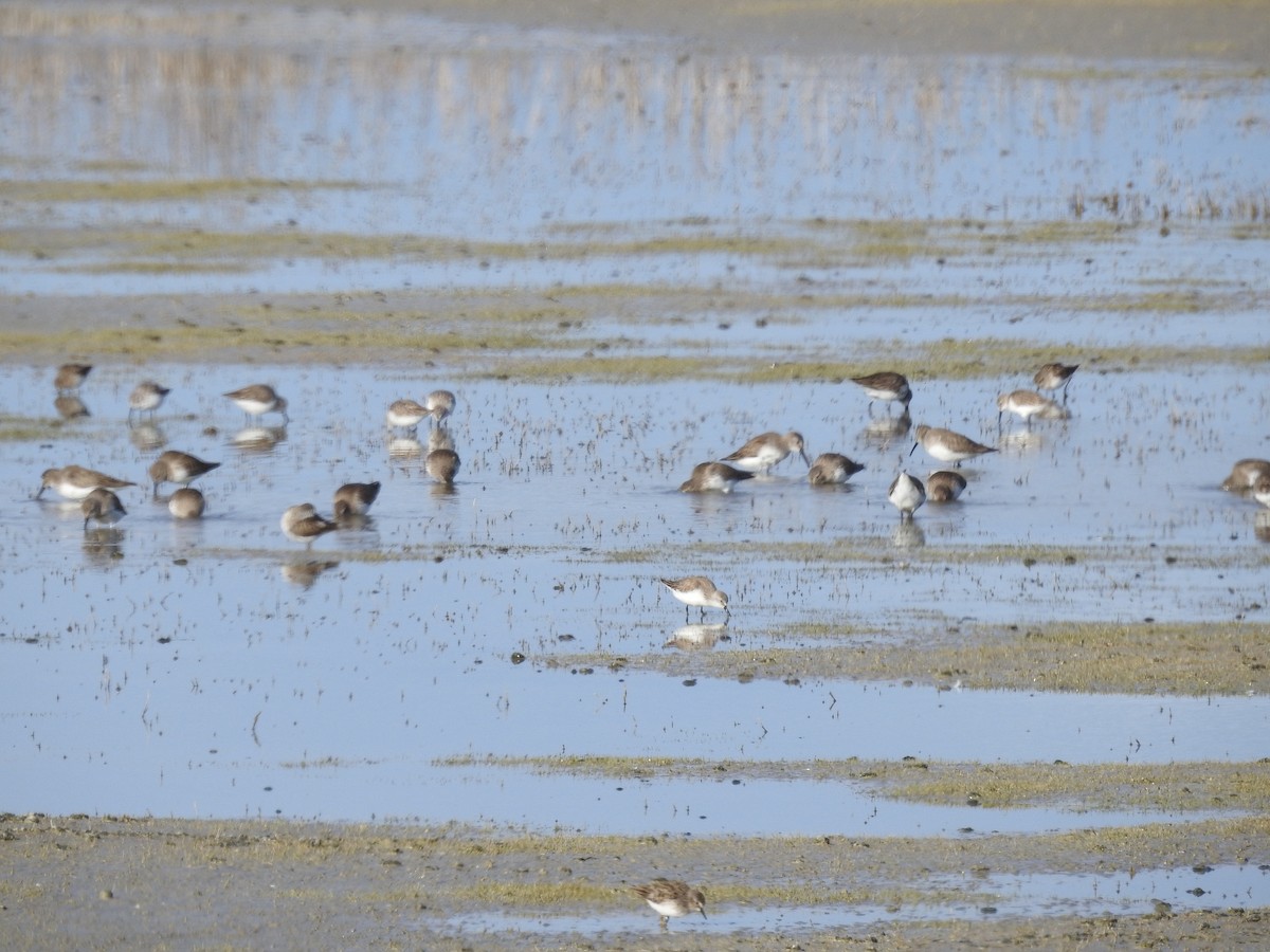 Dunlin - ML632074897