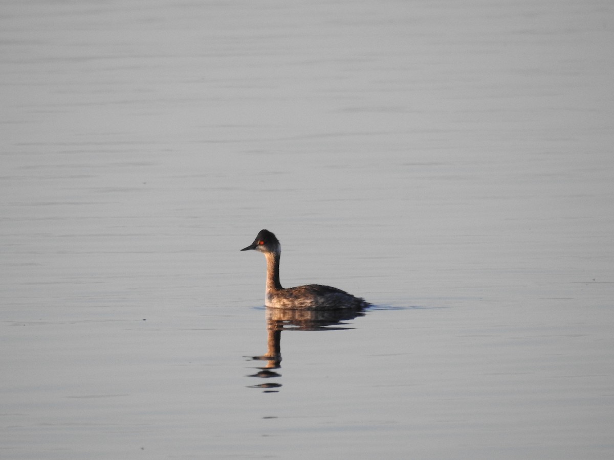 Eared Grebe - ML632074920