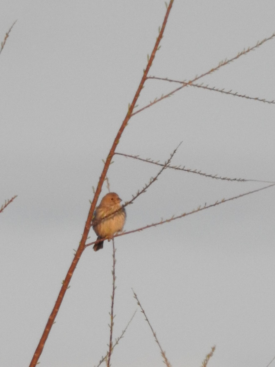 House Finch - ML632074940