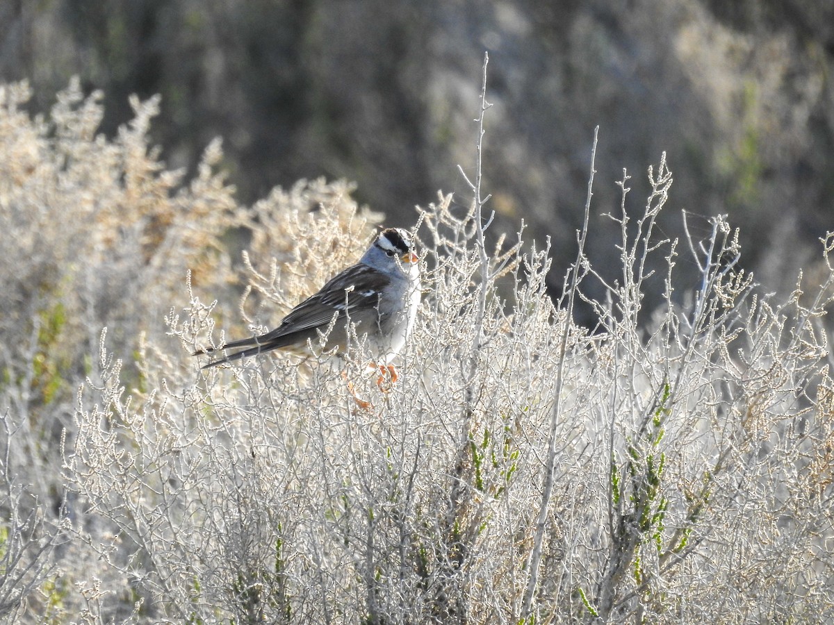 White-crowned Sparrow - ML632074988