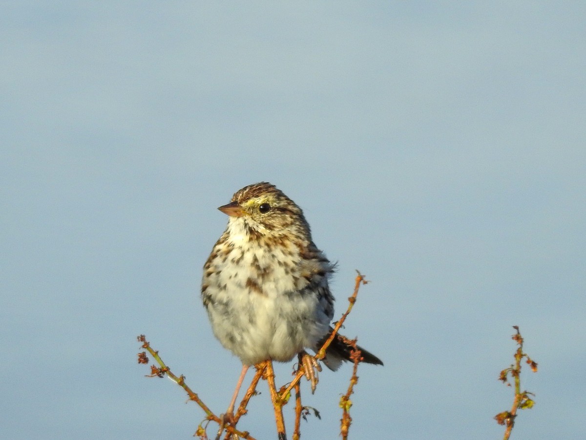 Savannah Sparrow - ML632074992