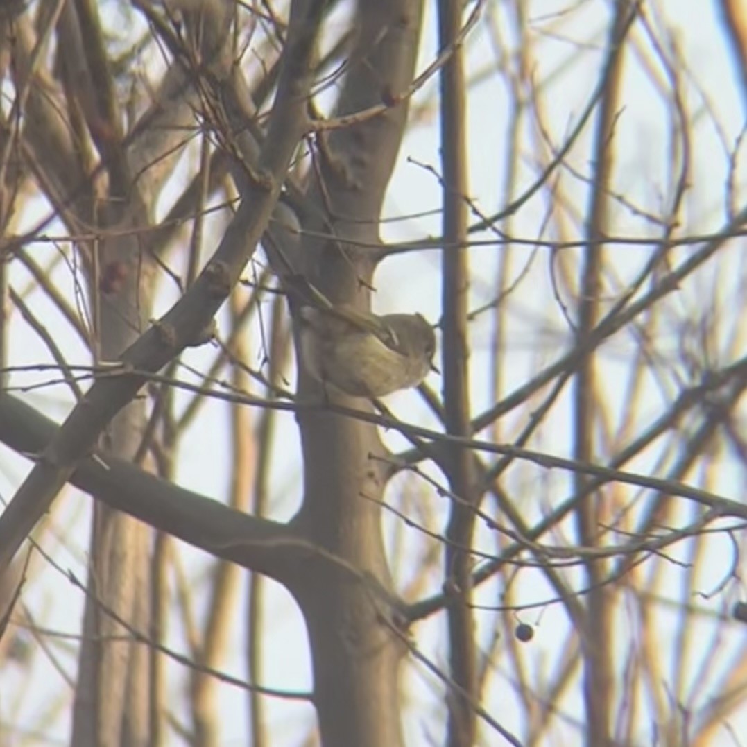 Ruby-crowned Kinglet - ML632075168