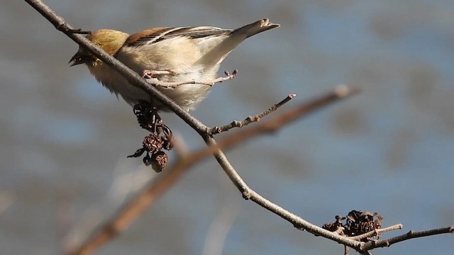 American Goldfinch - ML632075169