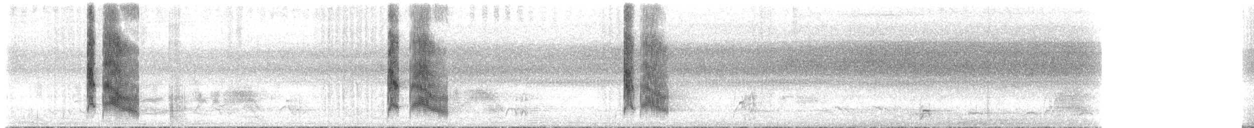 Apôtre gris - ML632075281