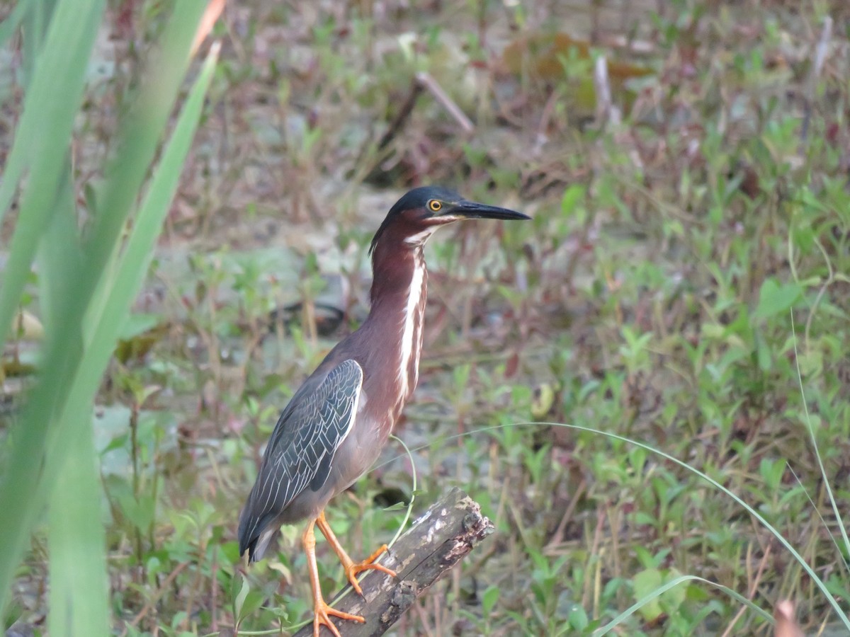 Green Heron - ML632075340