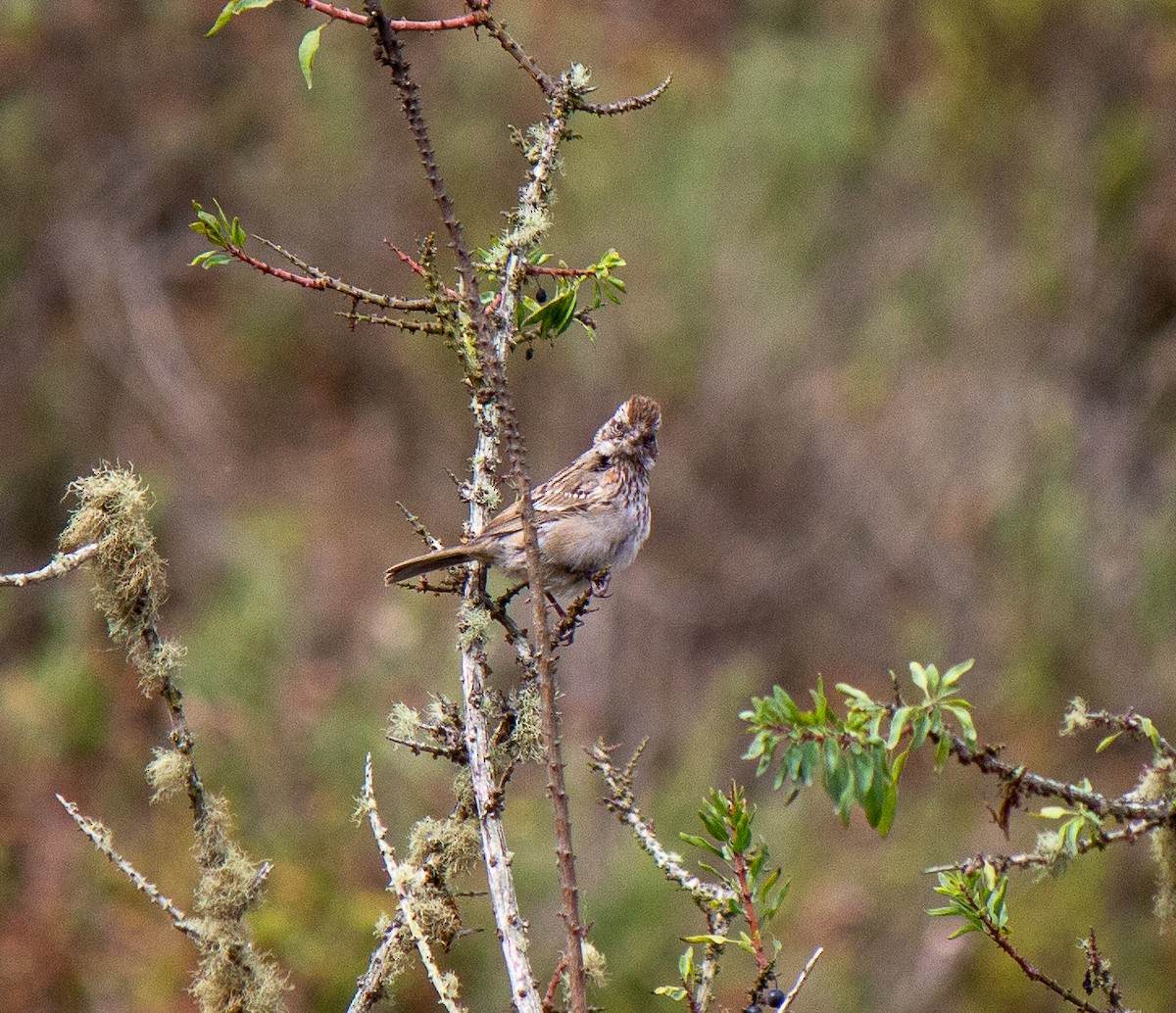 Rufous-collared Sparrow - ML632075343