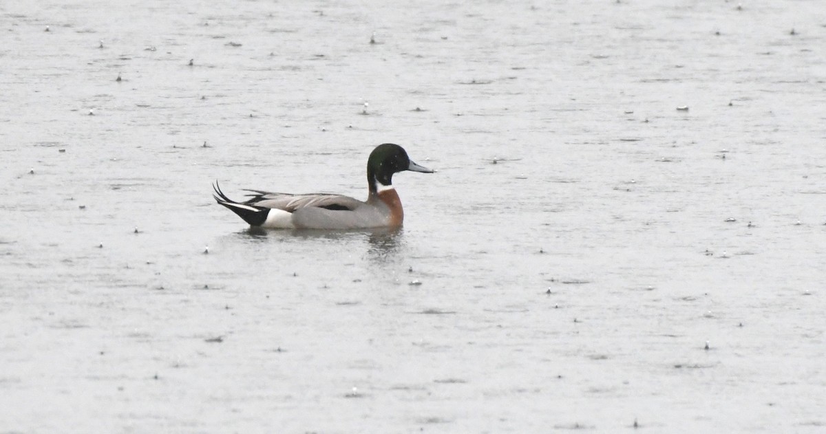 Mallard x Northern Pintail (hybrid) - ML632075482