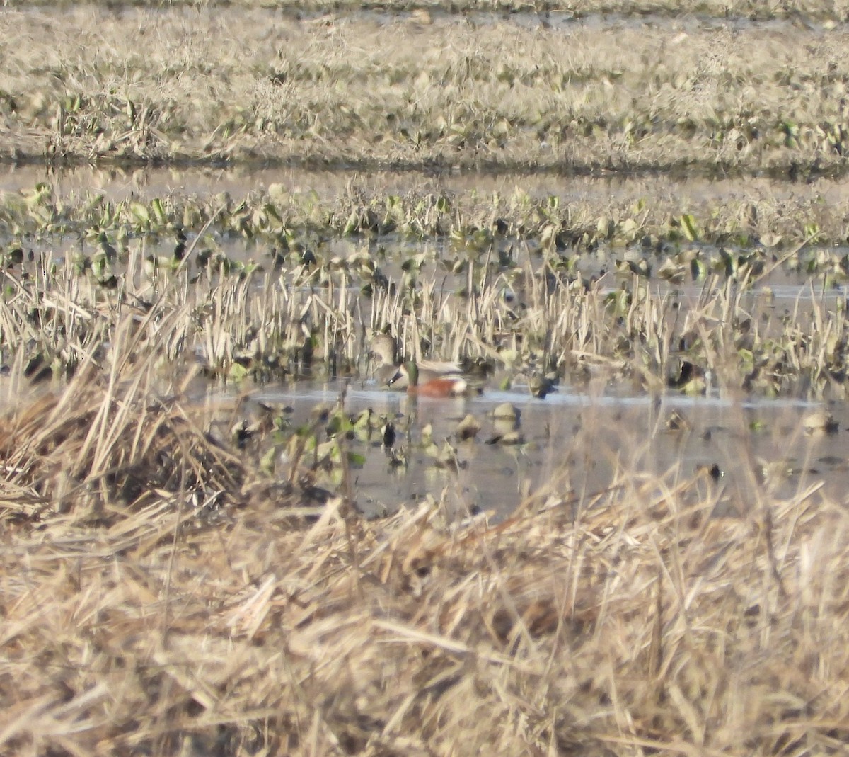 Cinnamon Teal x Northern Shoveler (hybrid) - ML632075590