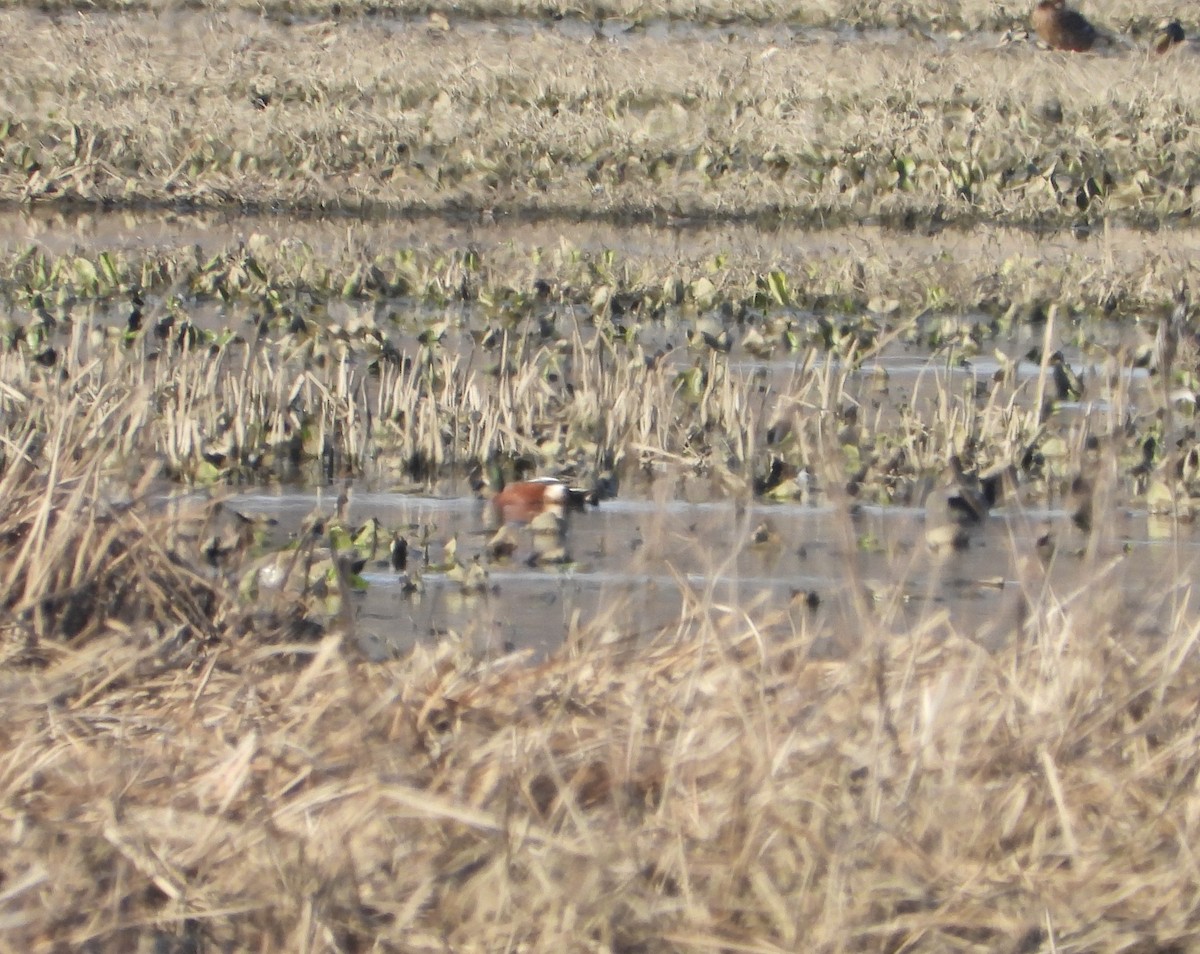 Cinnamon Teal x Northern Shoveler (hybrid) - ML632075591