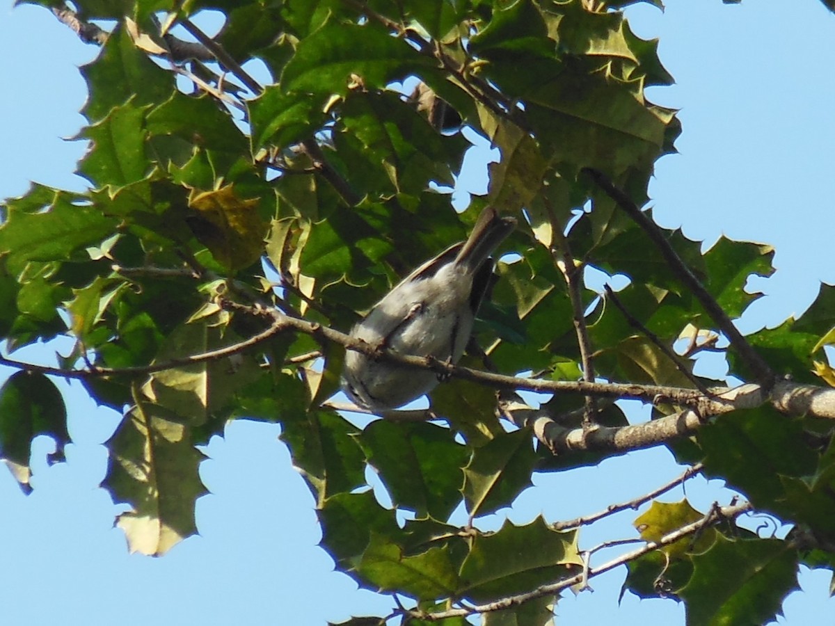 Golden-crowned Kinglet - ML632075814