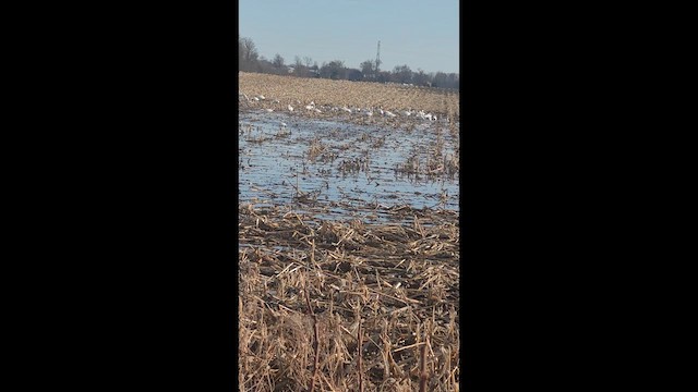 Zwergschwan - ML632076072