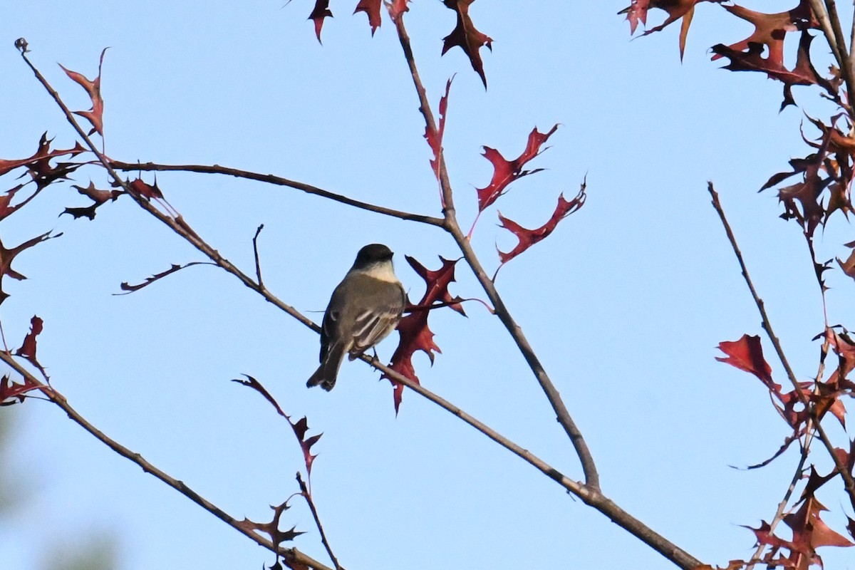 Eastern Phoebe - ML632076167