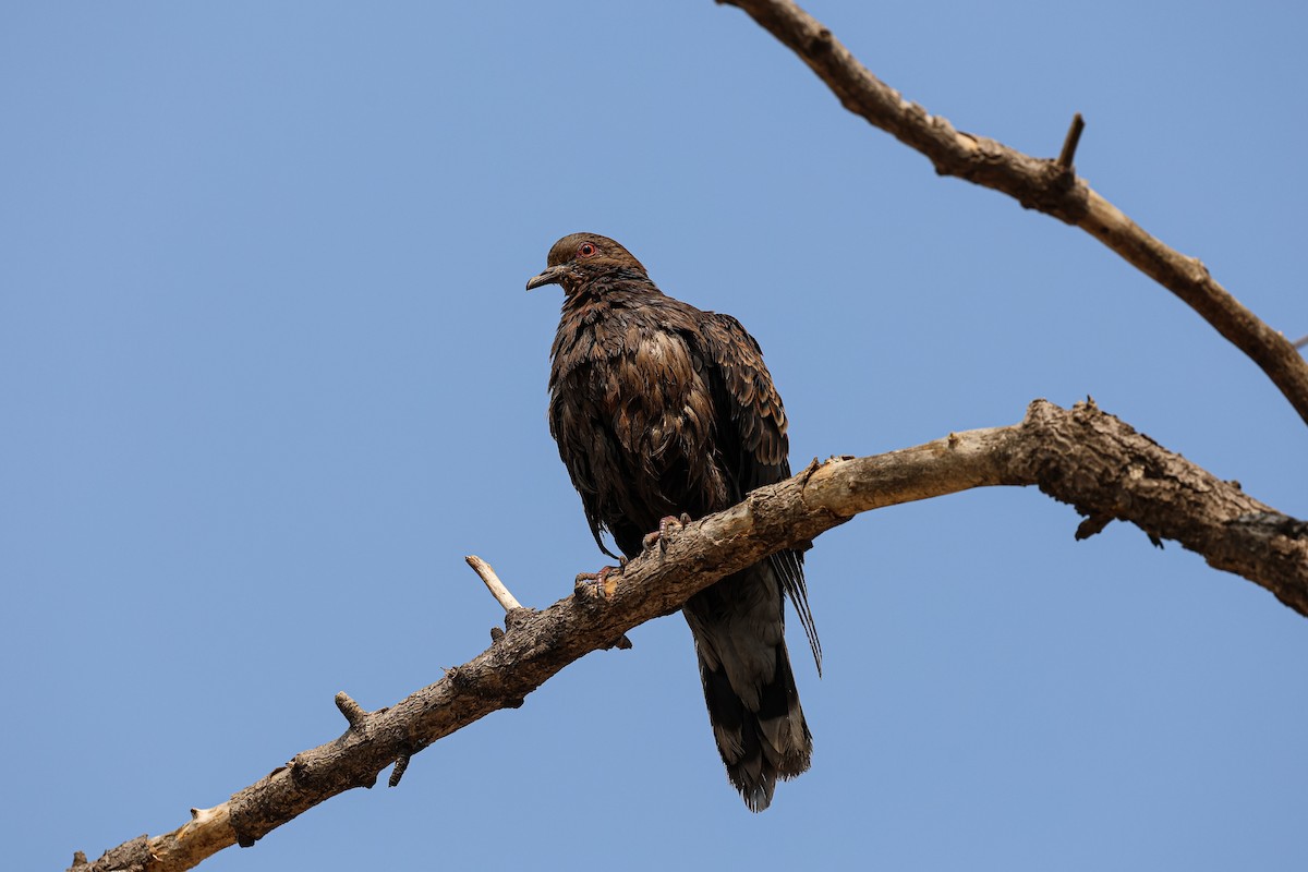 Oriental Turtle-Dove - ML632076201