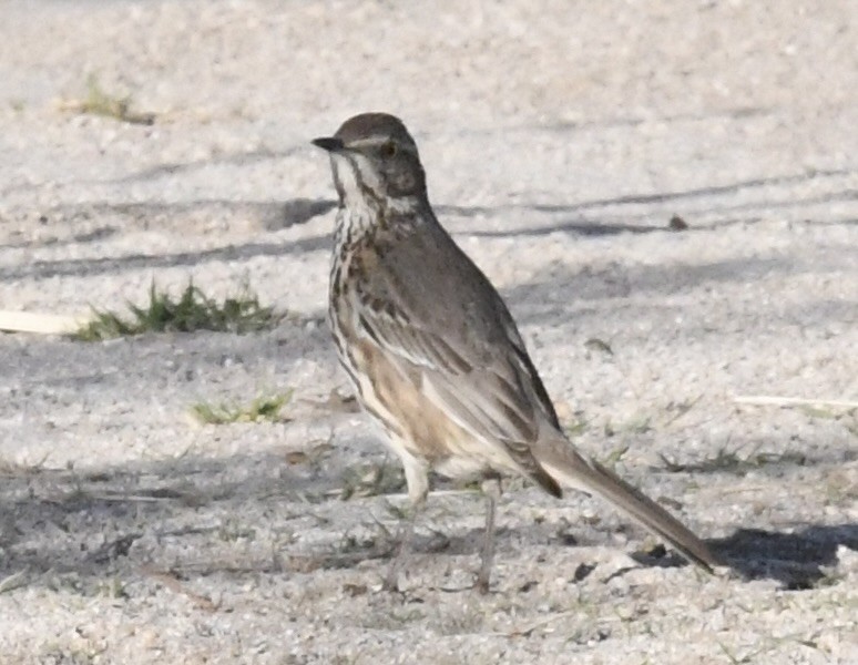 Sage Thrasher - ML632076286