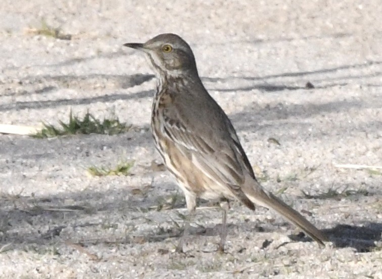 Sage Thrasher - ML632076300