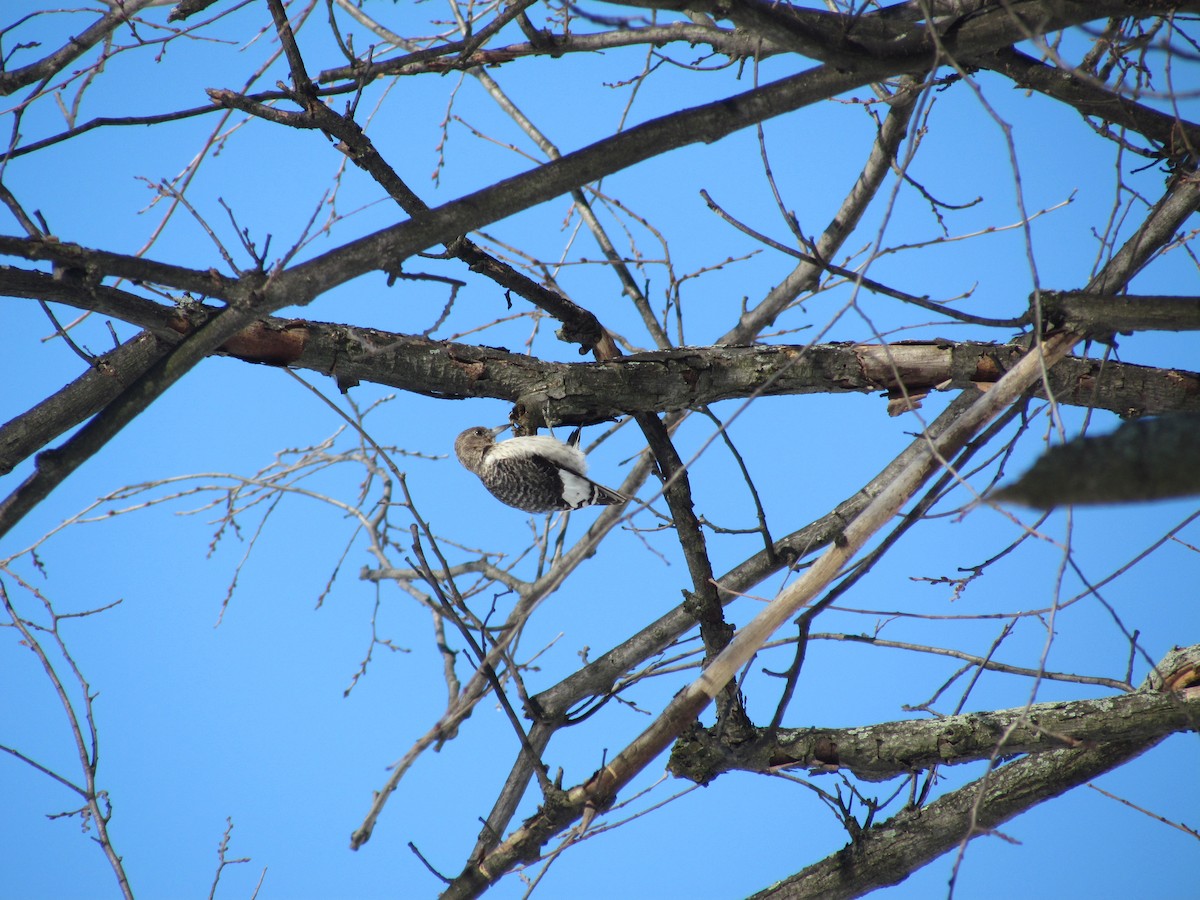 Red-headed Woodpecker - ML632076357
