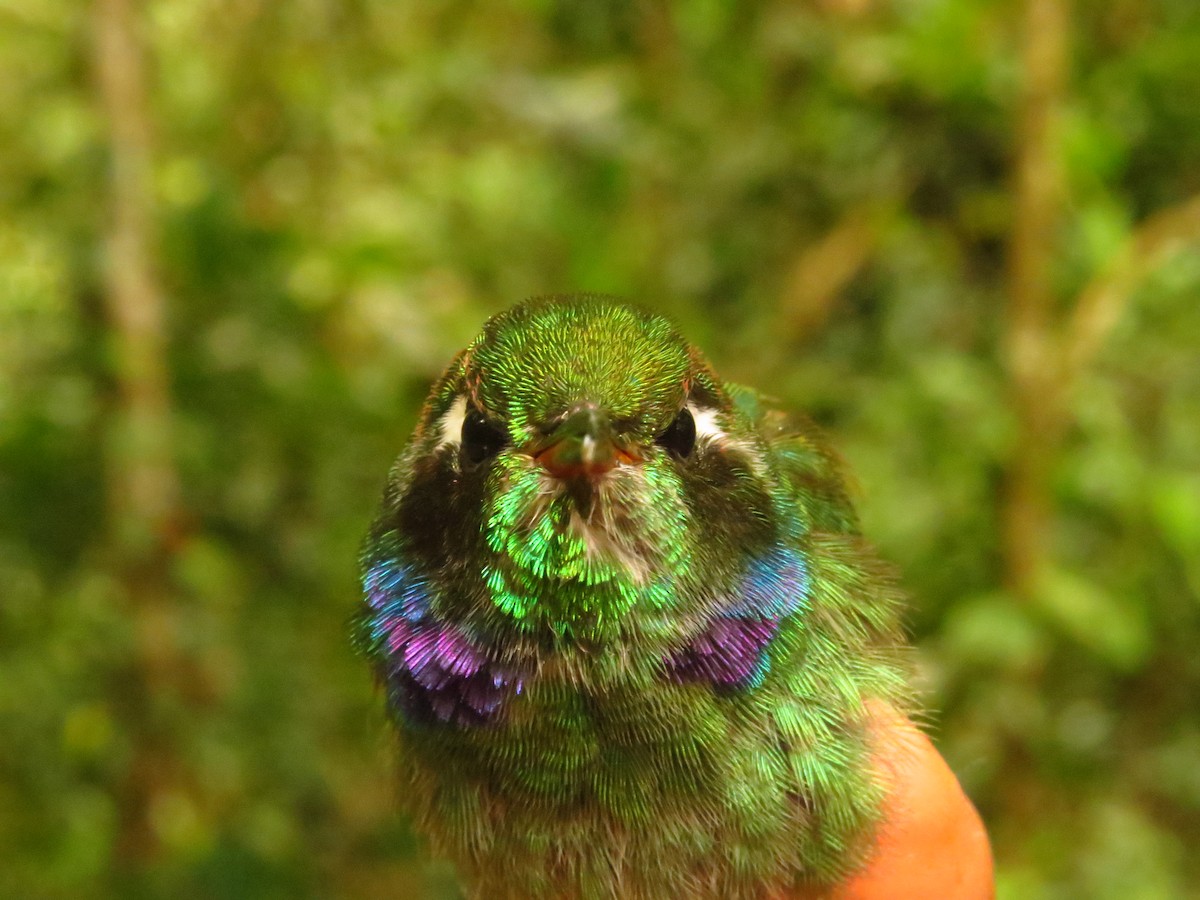 Geoffroy's Daggerbill - ML632076383