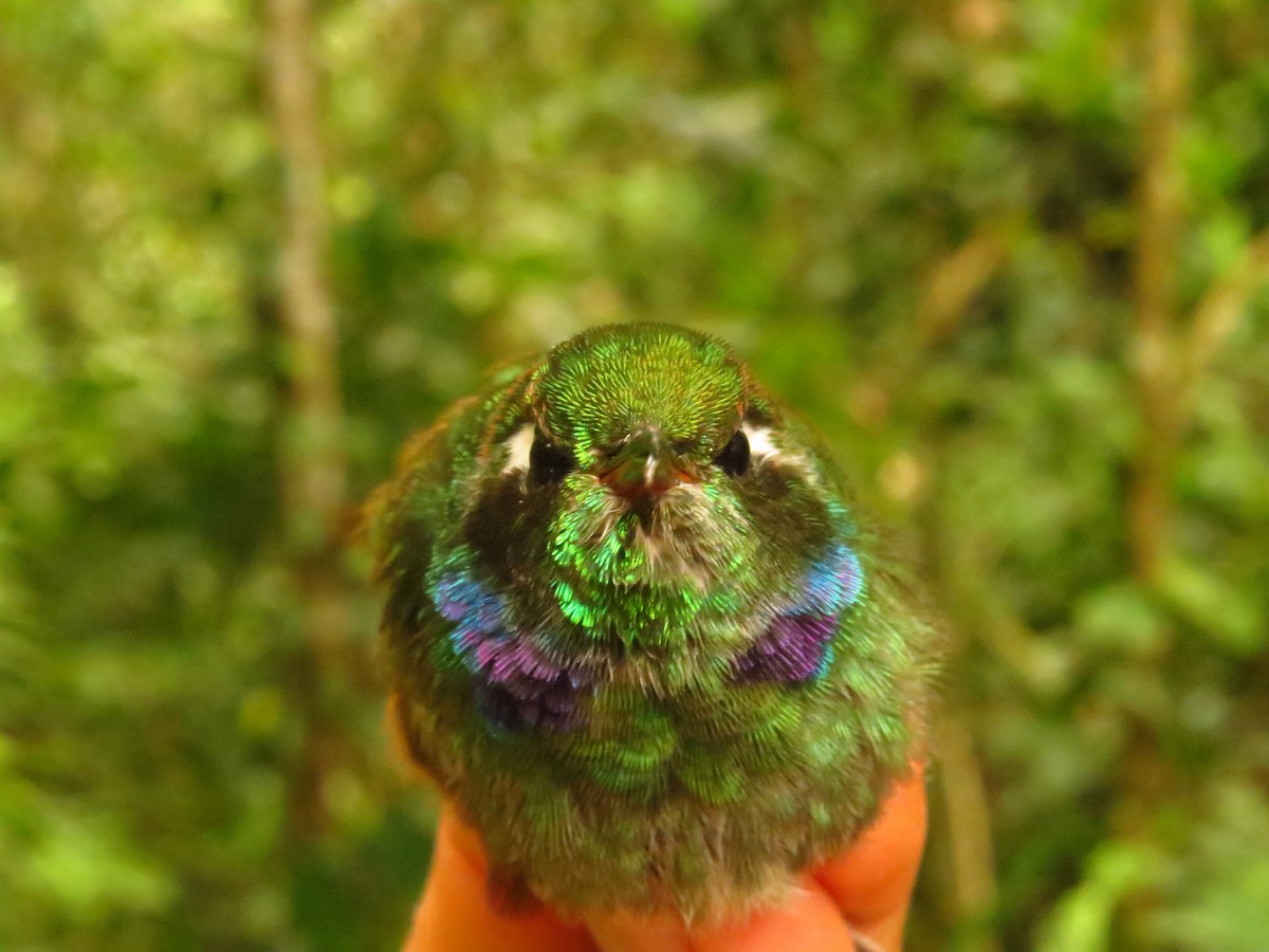 Geoffroy's Daggerbill - ML632076384