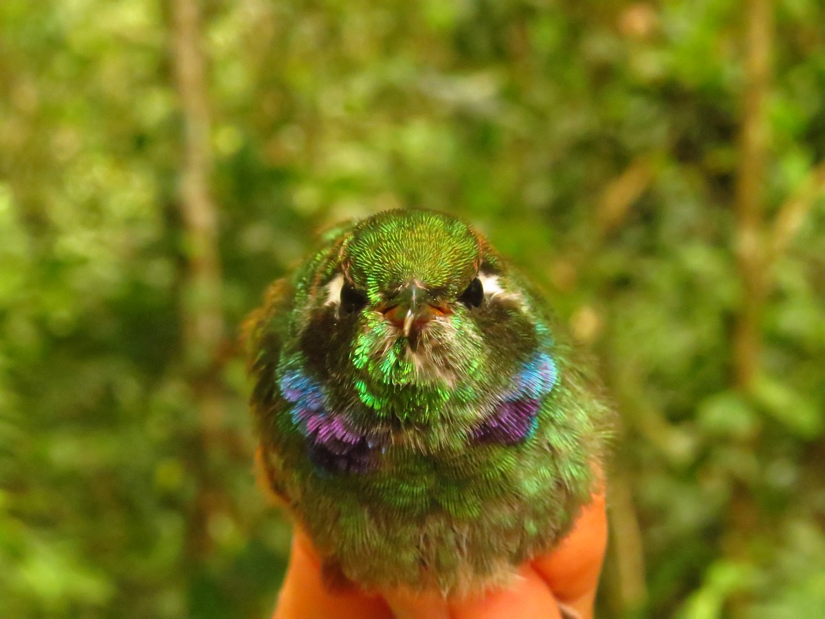 Geoffroy's Daggerbill - ML632076385