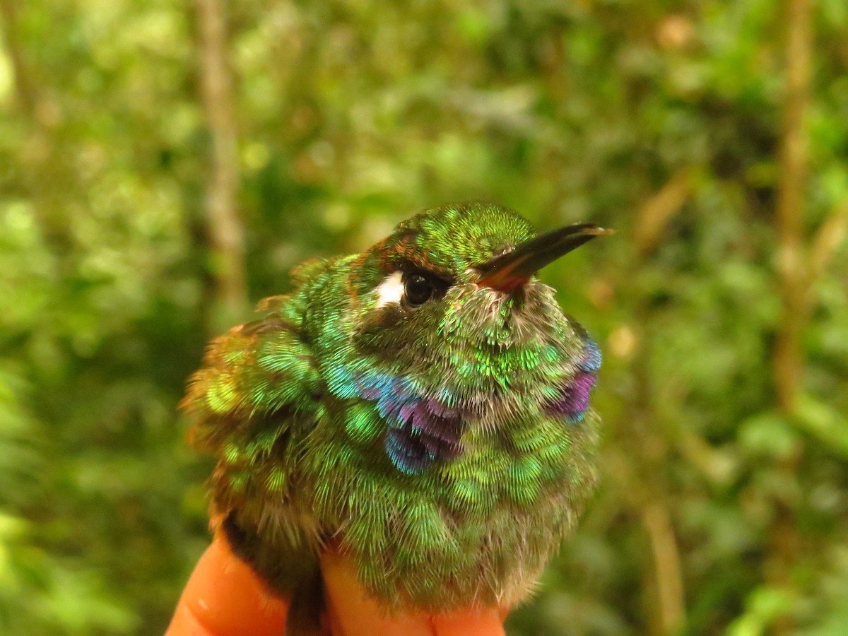 Geoffroy's Daggerbill - ML632076386