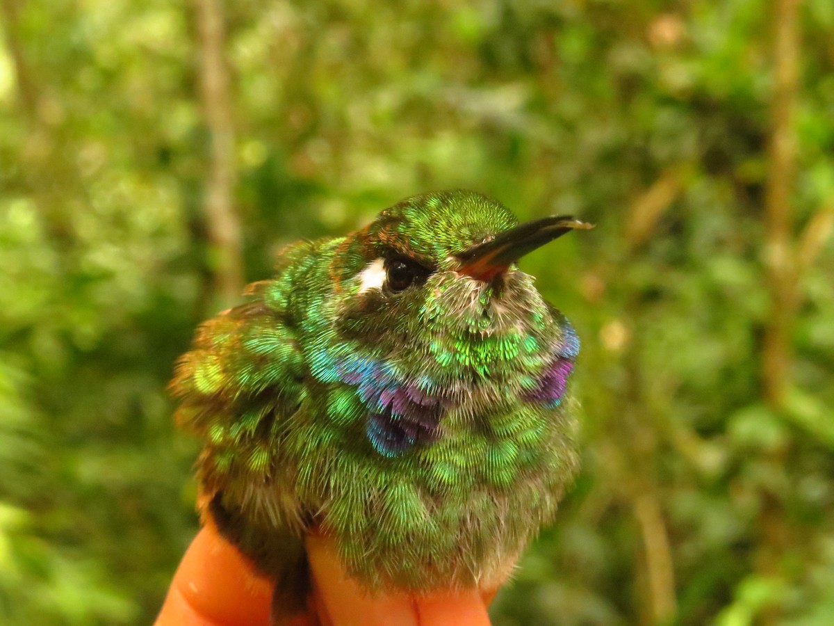 Geoffroy's Daggerbill - ML632076387
