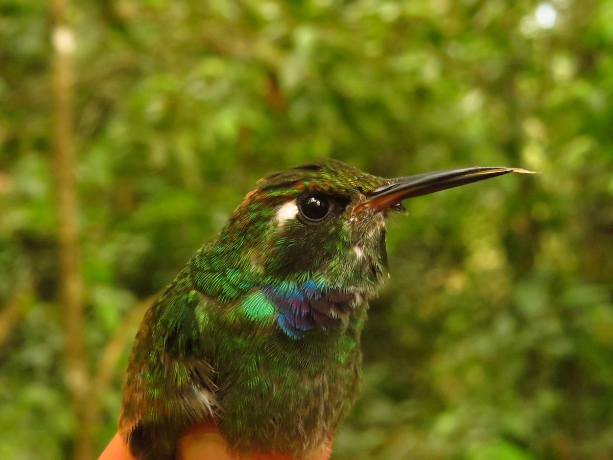 Geoffroy's Daggerbill - ML632076388