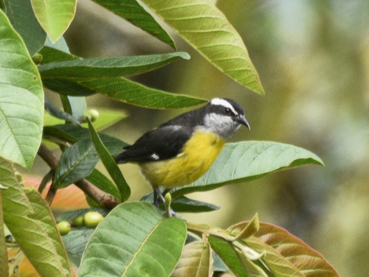 Bananaquit - ML632076406