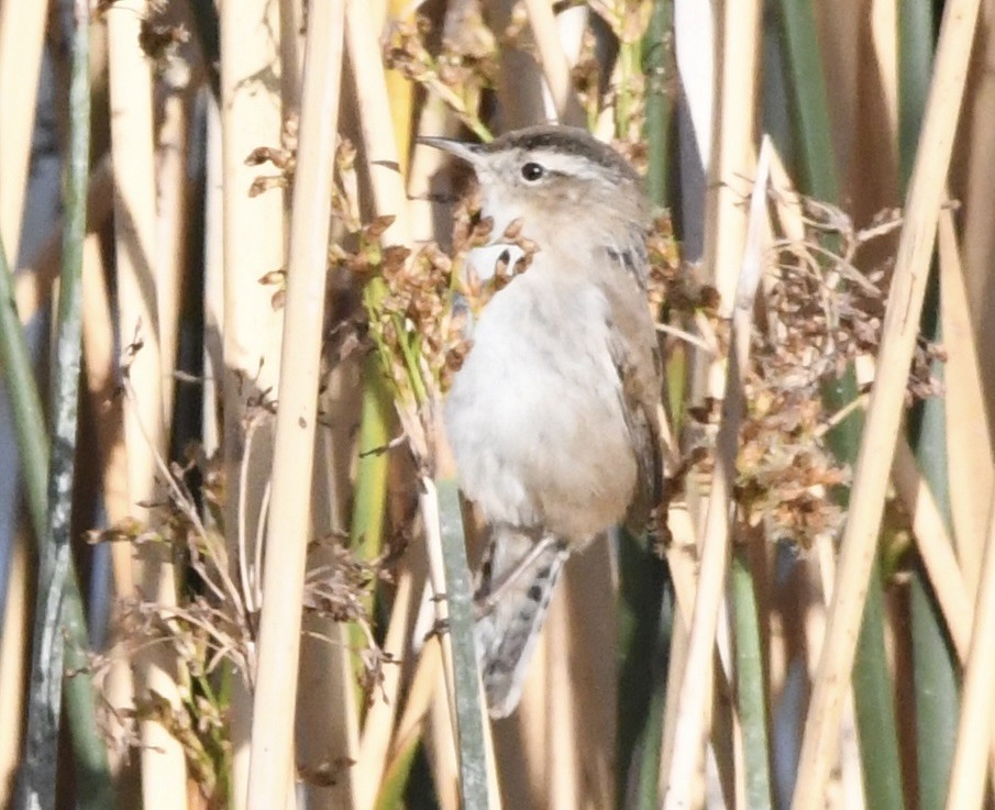 Marsh Wren - ML632076410