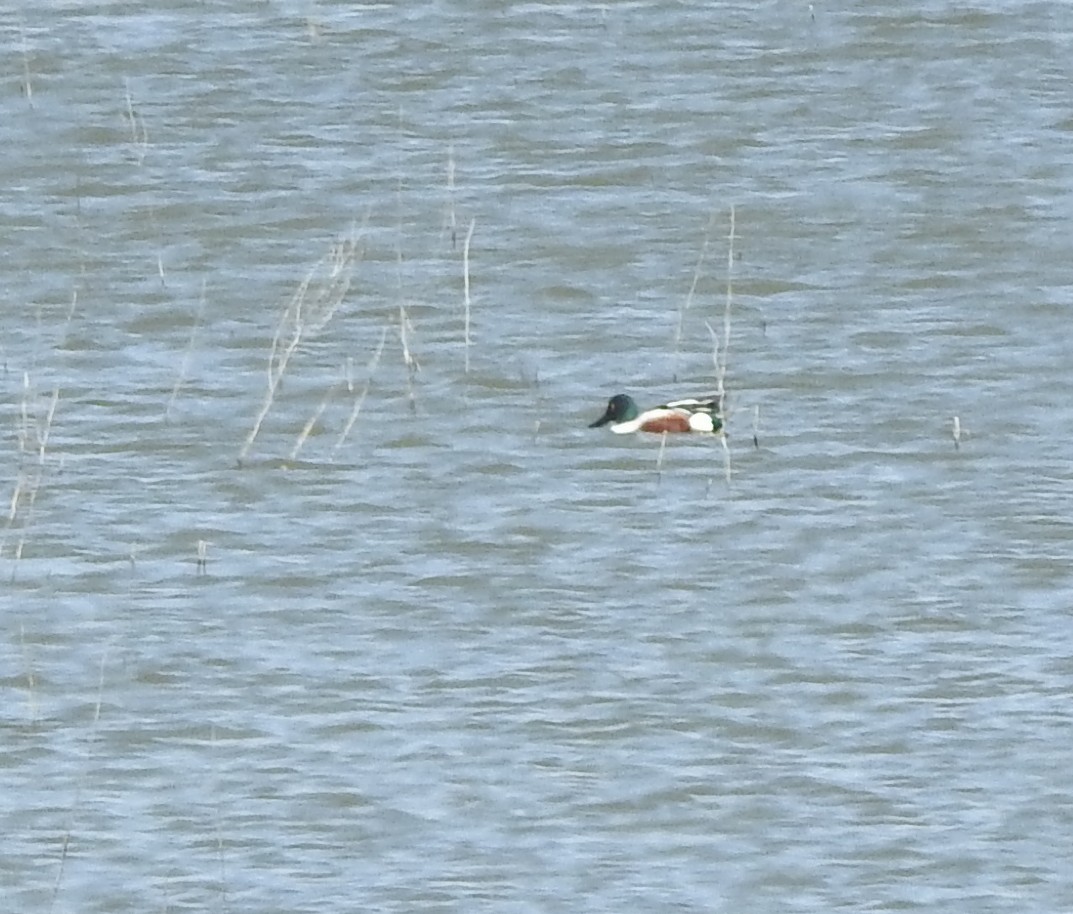 skjeand - ML632076432