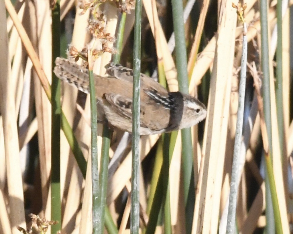 Marsh Wren - ML632076438