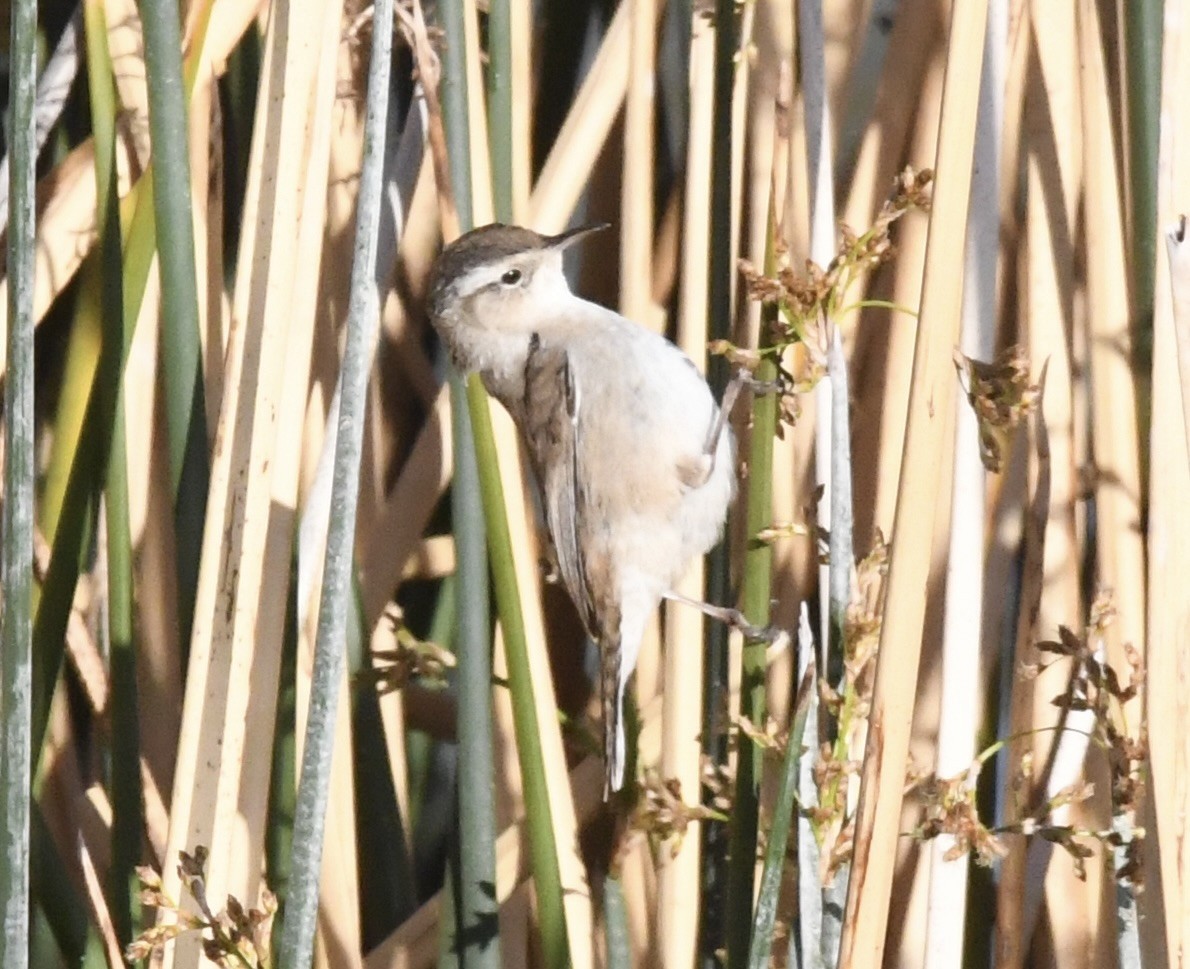 Marsh Wren - ML632076444