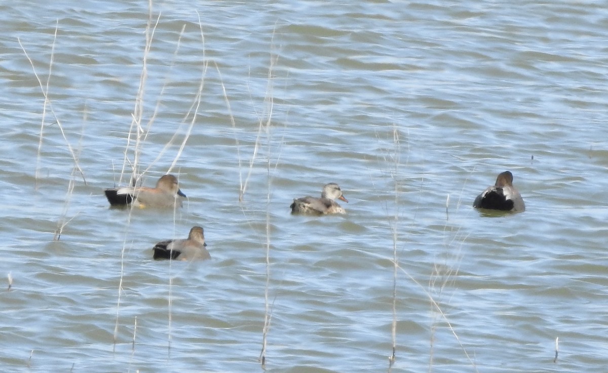 snadderand - ML632076445