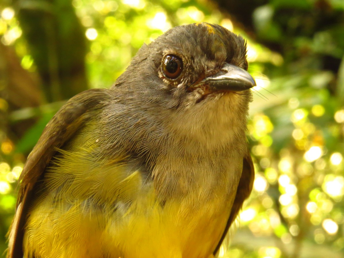 Gray-throated Warbler - ML632076450